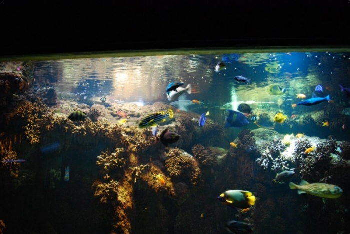 Aquarium de Vannes